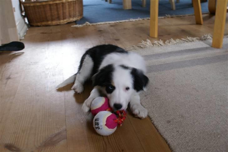 Border collie Ziggy billede 2
