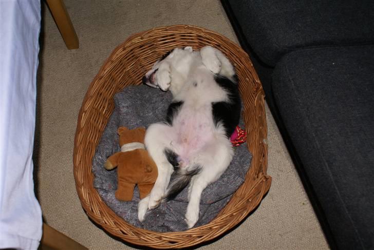 Border collie Ziggy billede 3