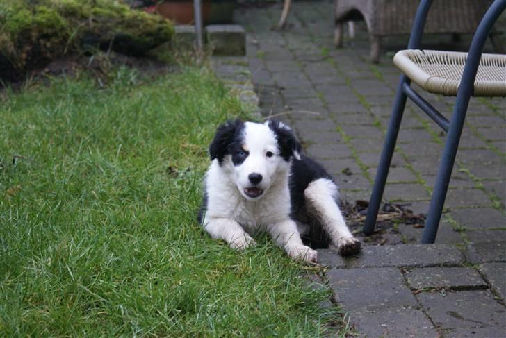 Border collie Ziggy billede 4