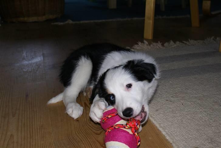 Border collie Ziggy billede 5