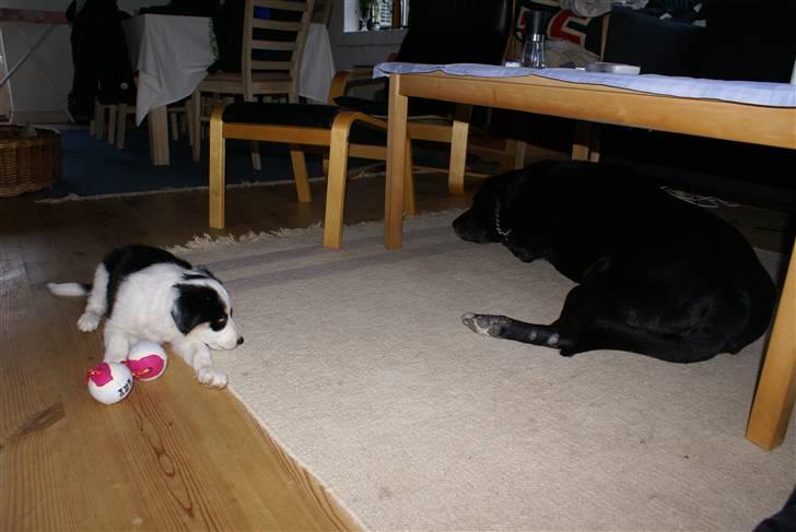 Border collie Ziggy billede 6