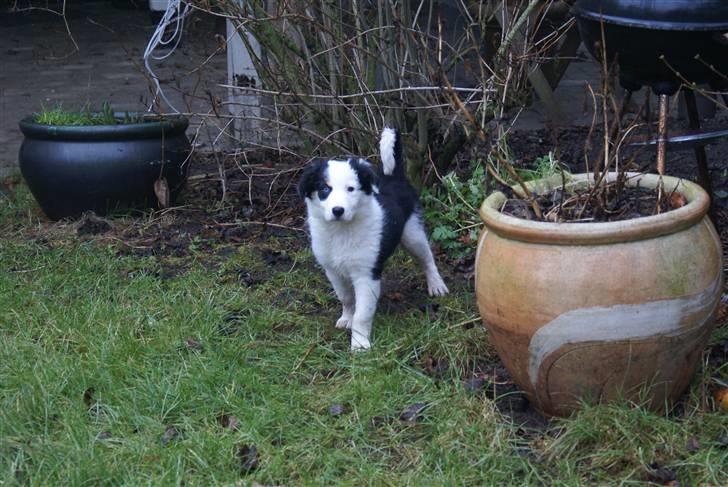 Border collie Ziggy billede 7