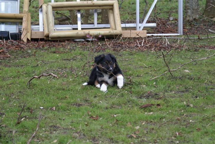 Border collie Mikas billede 1