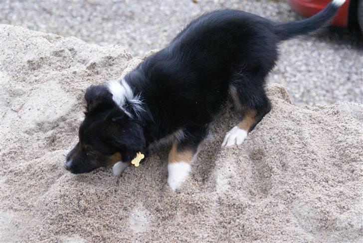 Border collie Mikas billede 2