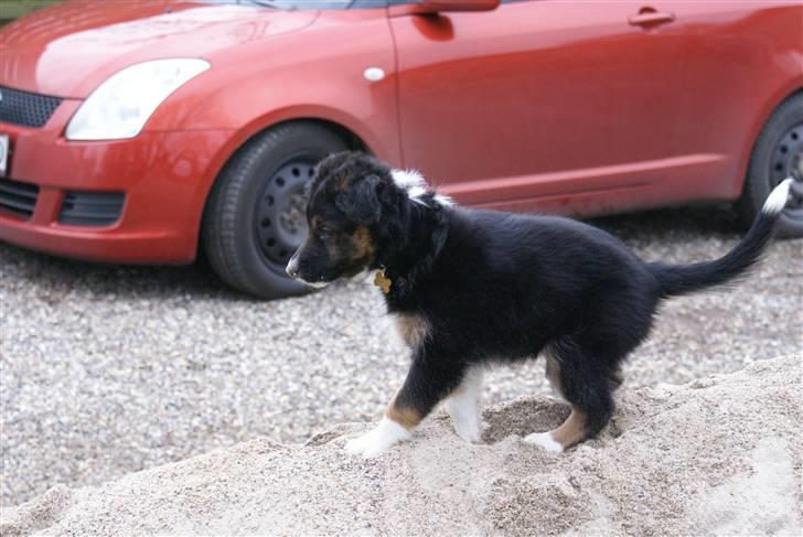 Border collie Mikas billede 3