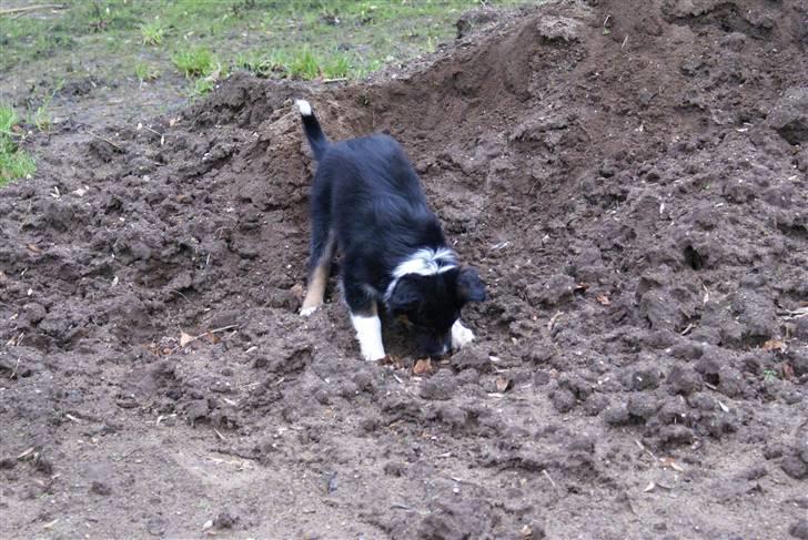 Border collie Mikas billede 4