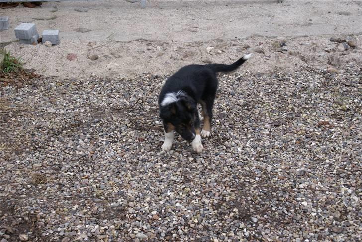 Border collie Mikas billede 5