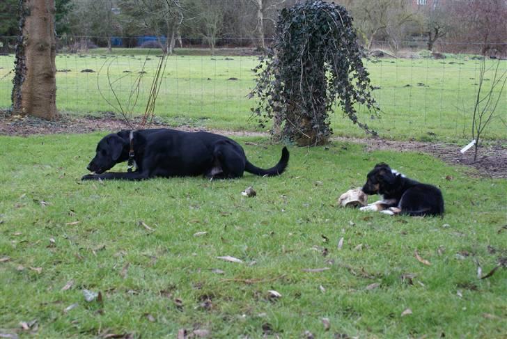 Border collie Mikas billede 6