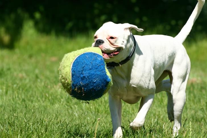 Boxer †Bianca "Tøsen"† billede 16