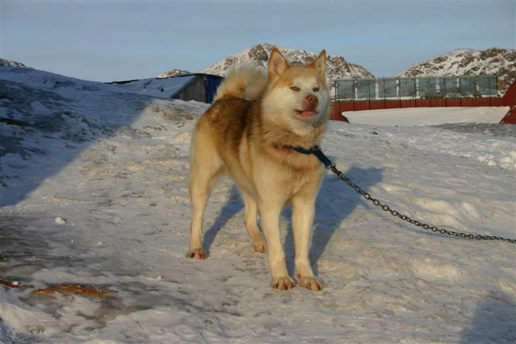 Grønlandshund Palu - Hygge på terrassen billede 1