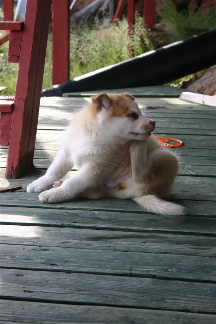 Grønlandshund Palu - Palu som hvalp billede 3