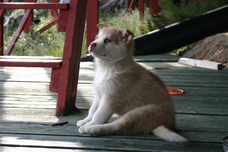 Grønlandshund Palu - Palu som hvalp billede 4
