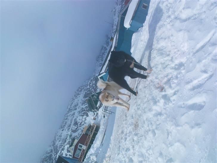 Grønlandshund Palu - Sammen med sin makker, sin bedsteven billede 5