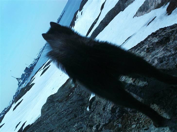 Grønlandshund Avvatek - På gåtur ud til Lufthavnen billede 1