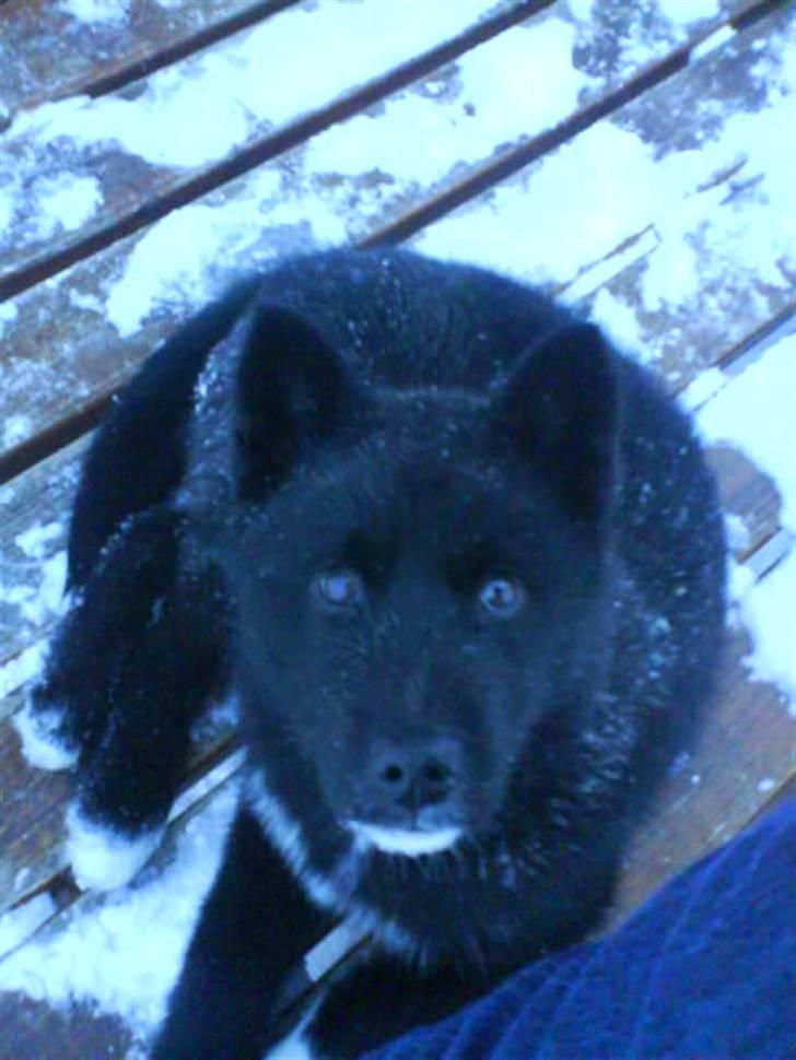 Grønlandshund Avvatek - Avvatek en uges tid efter han havde indtaget vores terrasse for første gang billede 2