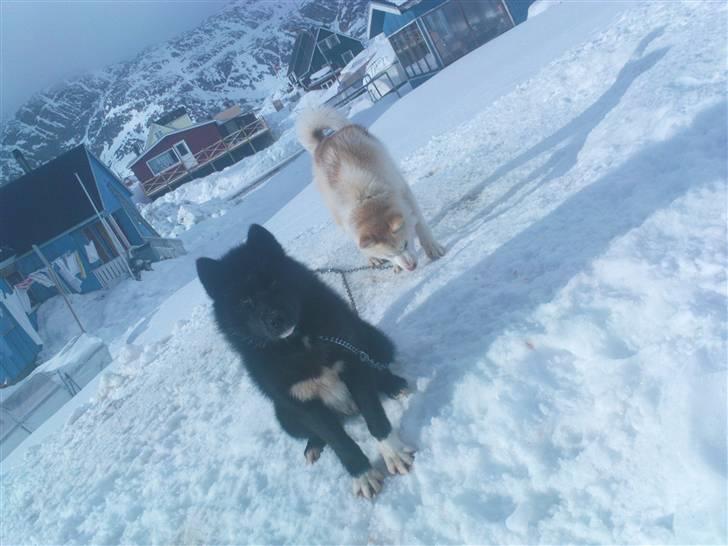 Grønlandshund Avvatek - Avvatek med sin makker, sin bedsteven, Palu. billede 3