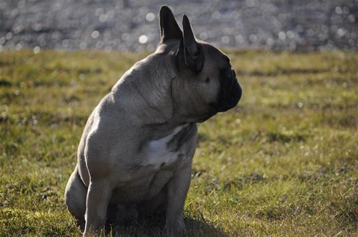 Fransk bulldog Ludvig - Ludvig.. billede 1