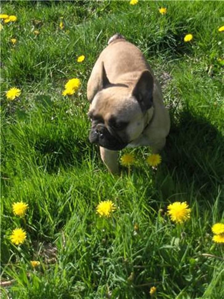 Fransk bulldog Ludvig - Ludvig.. billede 2