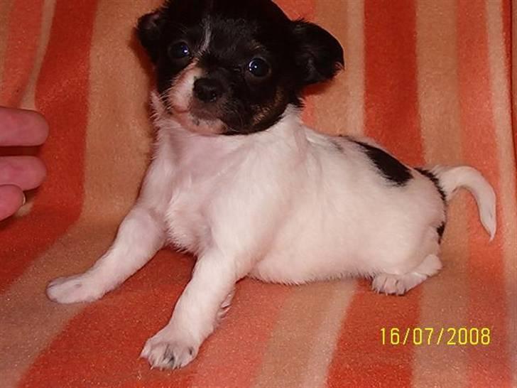 Chihuahua Angel billede 1