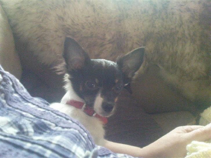 Chihuahua Angel billede 2