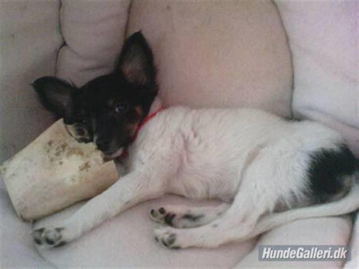 Chihuahua Angel billede 3