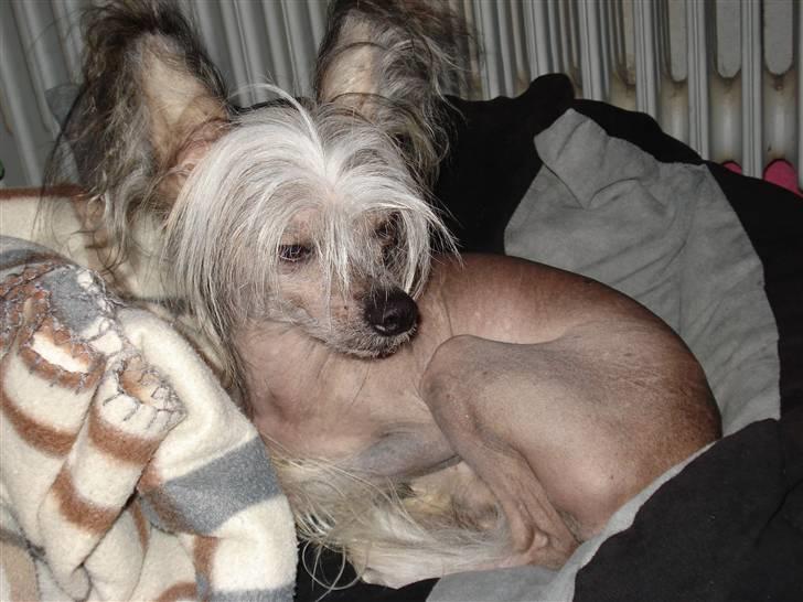Chinese crested hårløs Cronhammar's Imperial China billede 6