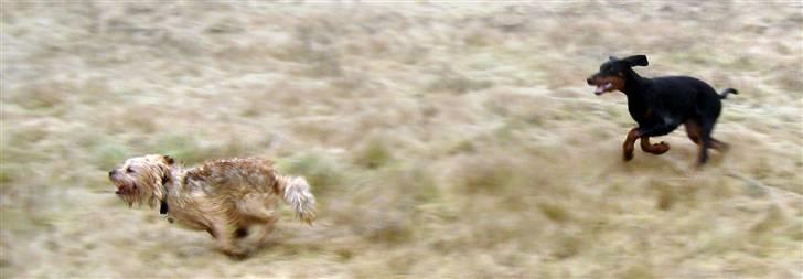 Blanding af racer Smuttie (Gucci) billede 19