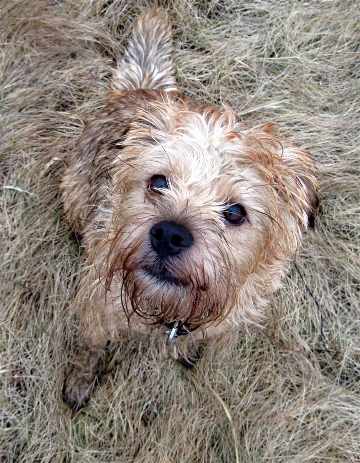 Blanding af racer Smuttie (Gucci) billede 20