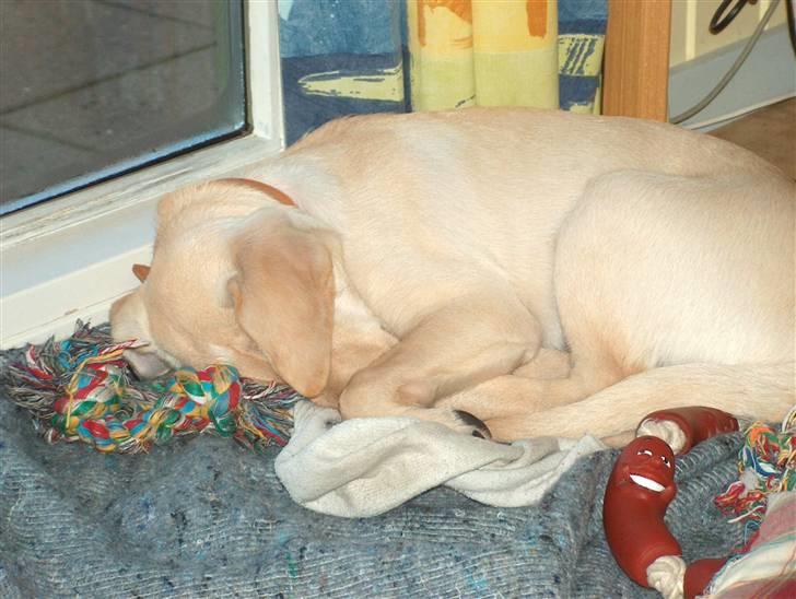 Blanding af racer Miki - Man kan godt blive noget træt efter af have løbet rundt i kitterne ved Vesterhavet hele dagen billede 17