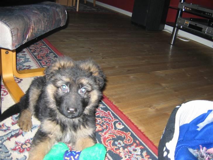 Schæferhund hassan - her er jeg blevet 9 uger gammel :) billede 9