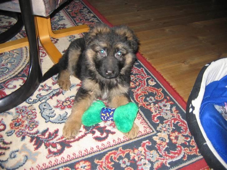 Schæferhund hassan billede 10