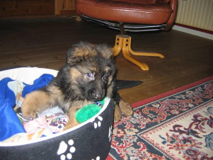 Schæferhund hassan billede 11