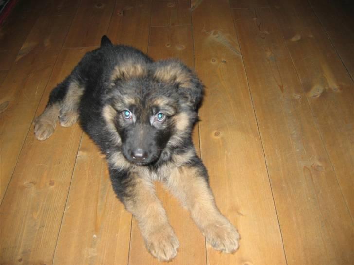 Schæferhund hassan billede 12