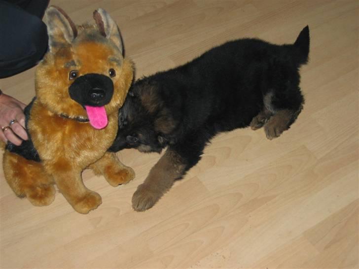 Schæferhund hassan - at bide i tang er det beste jeg ved .. billede 13