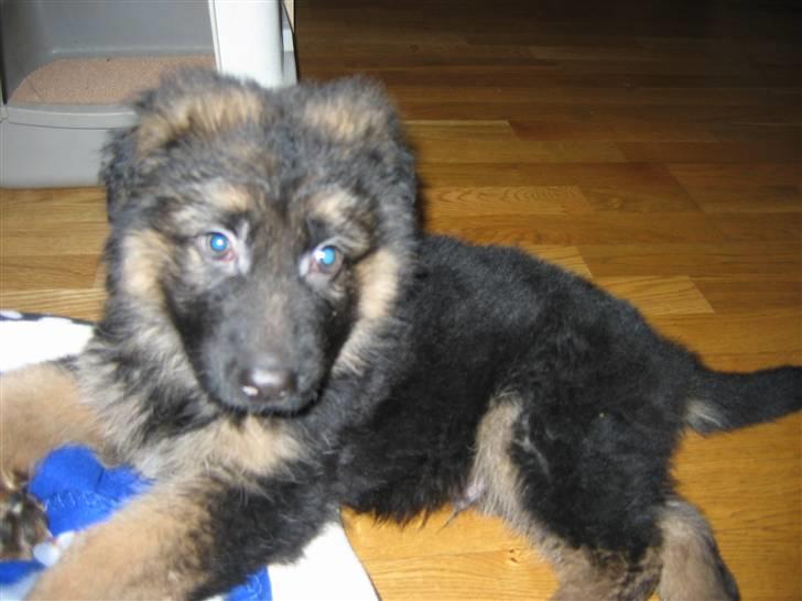 Schæferhund hassan billede 14