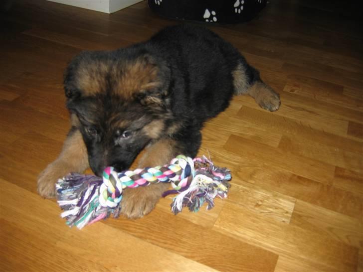 Schæferhund hassan billede 15