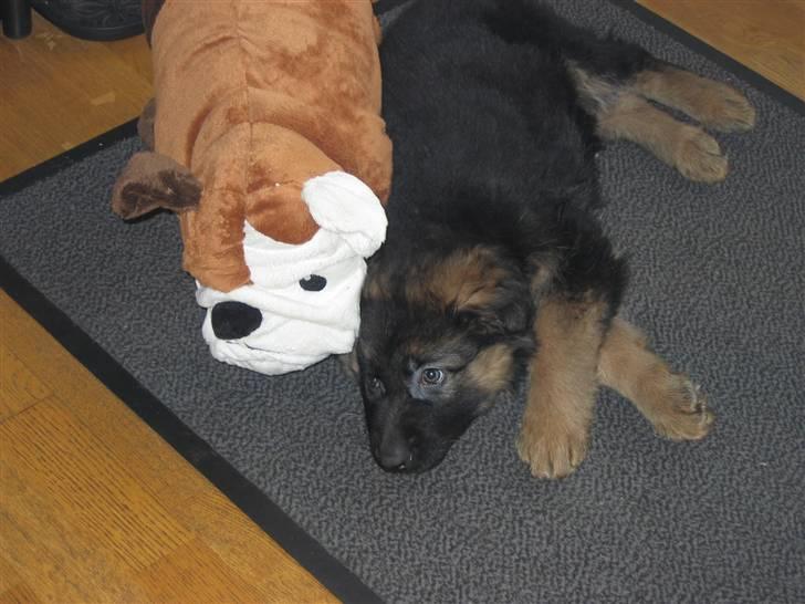 Schæferhund hassan - her ligger jeg med min beste ven  for han vil nemlig altid putte  når jeg er træt :´) billede 16