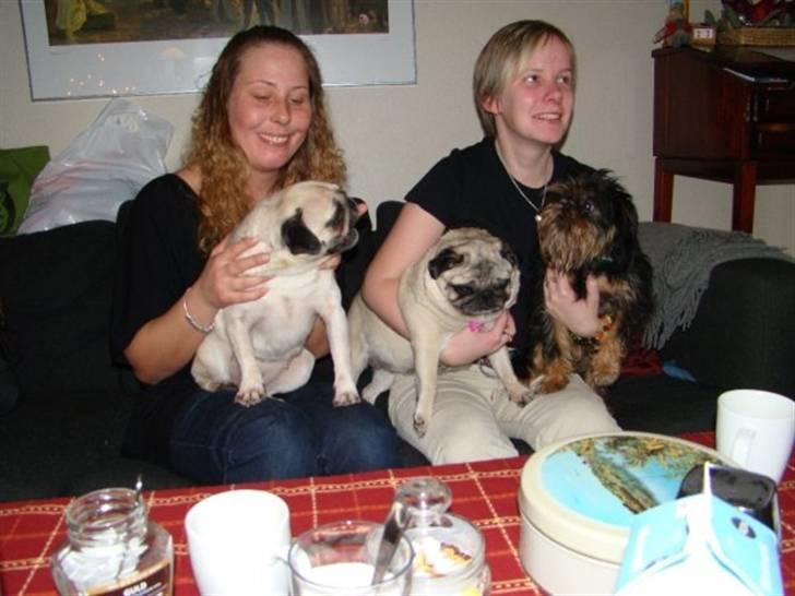 Mops Celine - Julebillede af flokken..... i denne rækkefølge fra venstre Freja, Celine og Toro billede 12