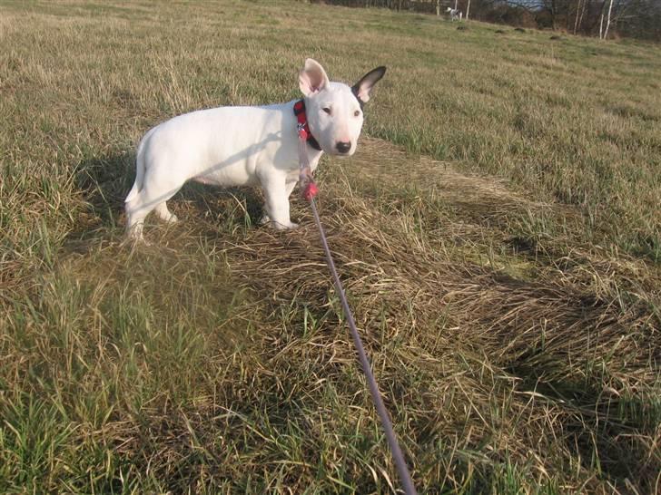 Bullterrier Bertha - Ca 8½ uge gammel. Prutten er da skøøøn :D billede 3