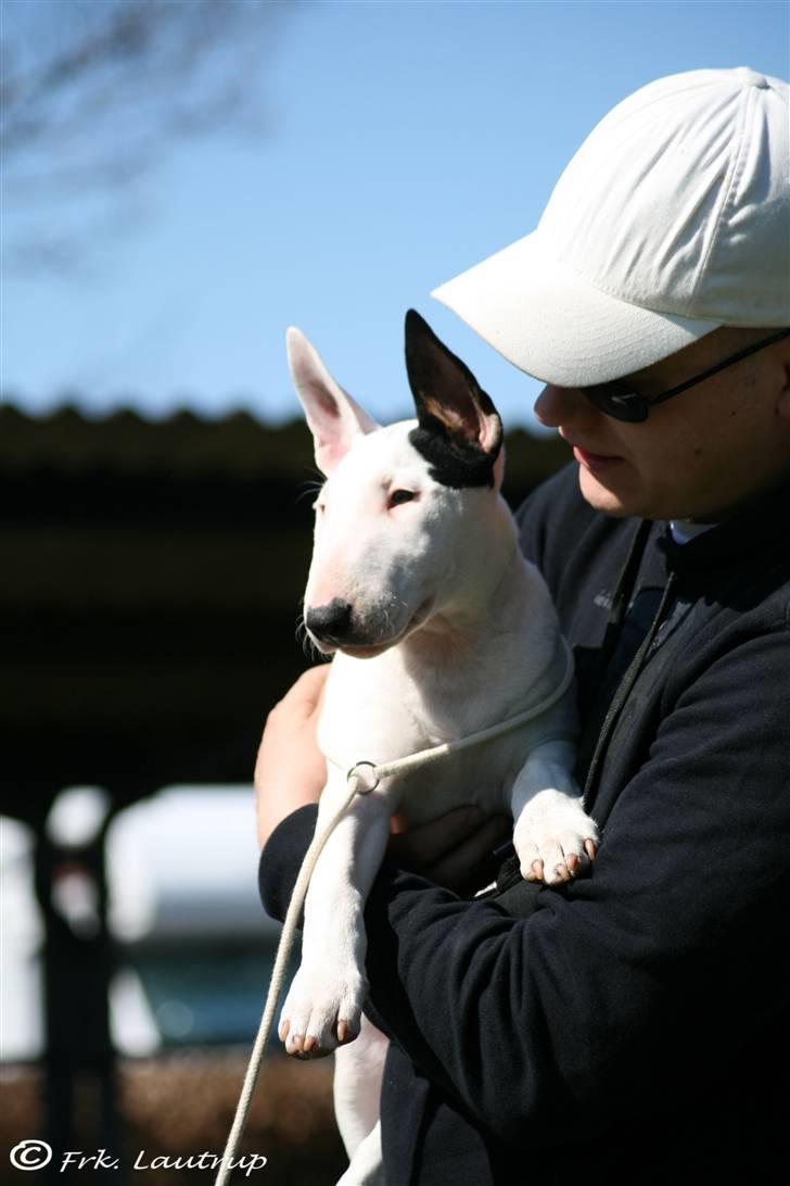 Bullterrier Bertha - Altid rart at være i centrum! Foto: Natasja Lautrup :) billede 4