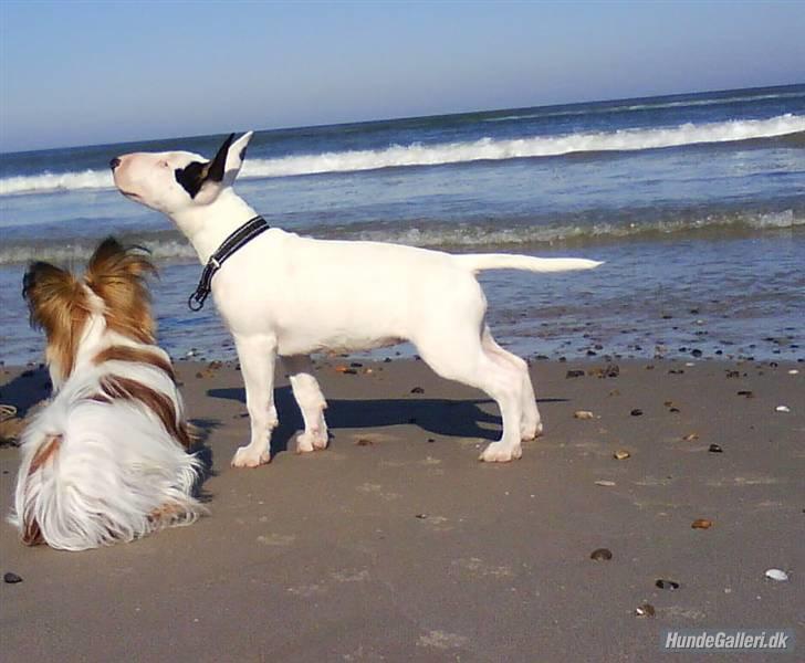 Bullterrier Bertha billede 5