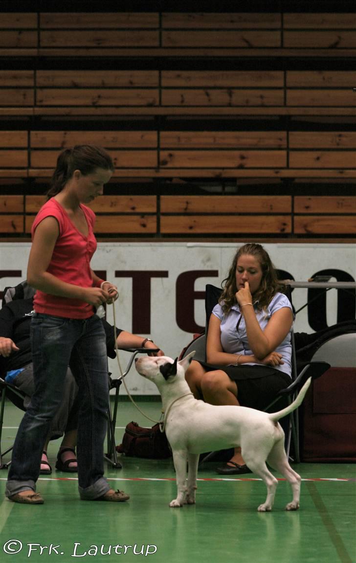 Bullterrier Bertha - Bertha 7 mdr gammel i Helsingør hvor hun blev BIR Hvalp :) billede 6