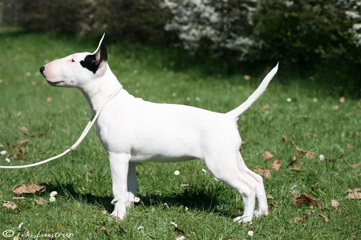 Bullterrier Bertha - Foto: Natasja Lautrup :) billede 7