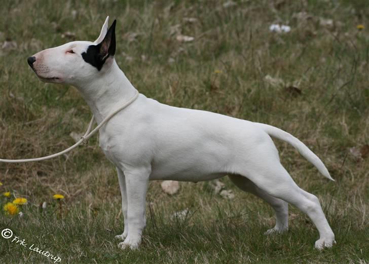 Bullterrier Bertha billede 8