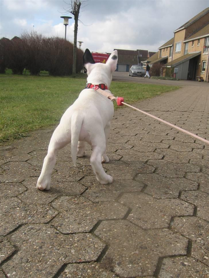 Bullterrier Bertha - 9 uger gammel, på udkig efter nye legekammerater, eller var det en kat? ;) billede 9