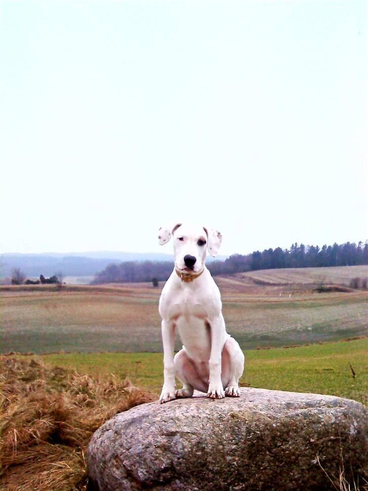 Blanding af racer Sally - 5½mdr.super smuk!  billede 1