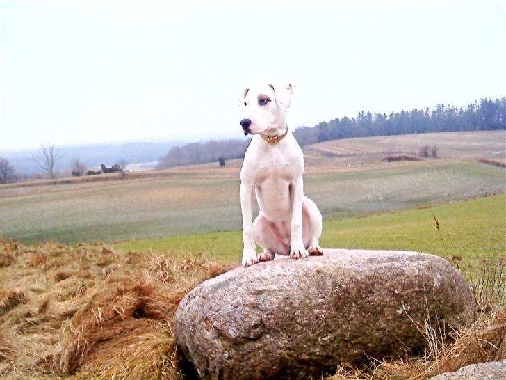 Blanding af racer Sally billede 2