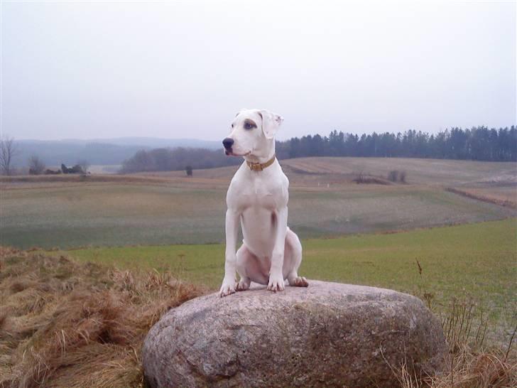 Blanding af racer Sally billede 3