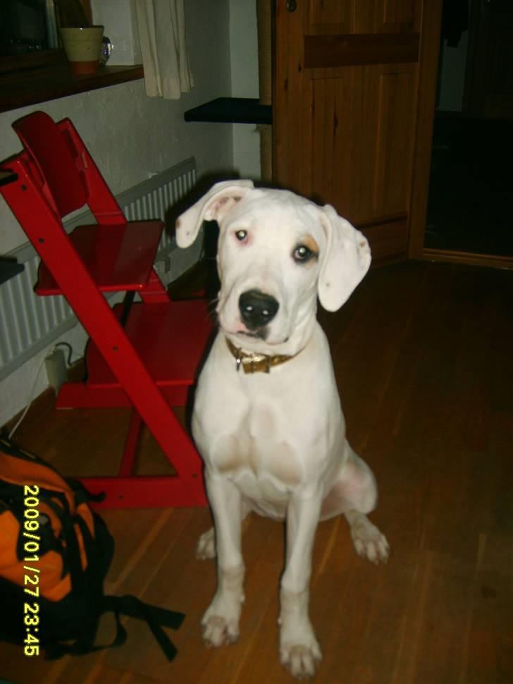 Blanding af racer Sally billede 4