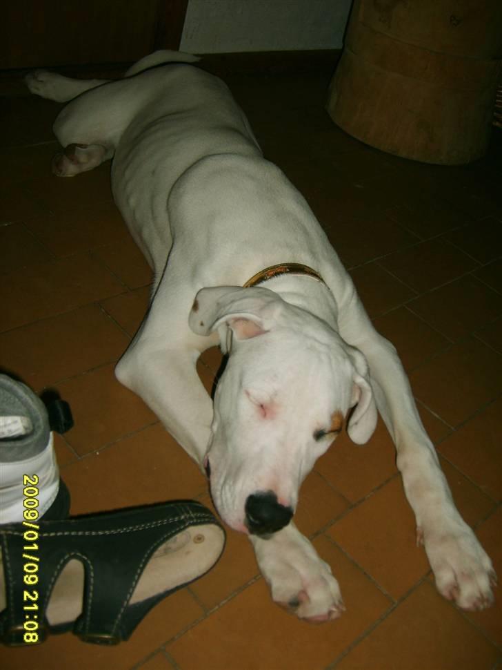 Blanding af racer Sally - Lige fået hende, alt for tynd!  billede 5